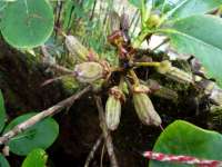 R. neriiflorum ssp. phaedropum?, Burma. Foto Bent Ernebjerg