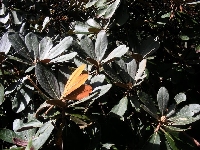 R. pocophorum