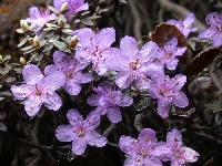 R. nivale ssp. boreale, fr Da Shan