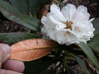 R. phaeochrysum, Sumdo