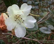  R. lanatum KW8288, 1956.8451c, blomst, Benmore