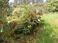  R. seedlings, Benmore