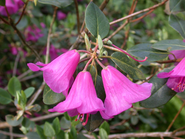 R. cinnabarinum ssp. xanthocodon var. purpurellum. Foto: Hans Eiberg