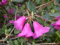  R. cinnabarinum var. purpurellum