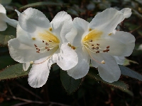  R. johnstoneanum hybrid
