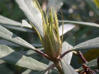 R. griersonianum, Crarae