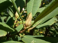 R. griersonianum, flower bud, Crarae 