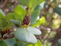 R. eclecteum bud, Glenarn 