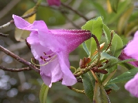 R. laterifolium (Triflora), Glenarn 