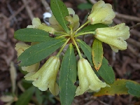  R. citriniflorum, Glendoick