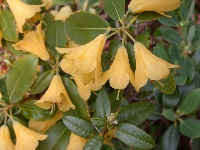  R. cinnabarinum ssp. xanthocodon, Glendoick