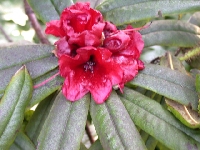 R. strigillosum, Wilson1341, flower