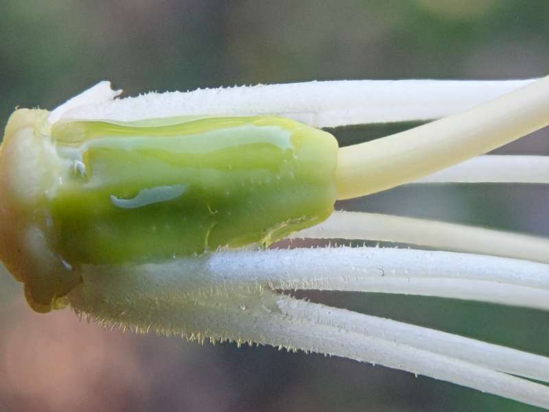  R. phaeochrysum var. agglutinatum indument. Foto: Hans Eiberg
