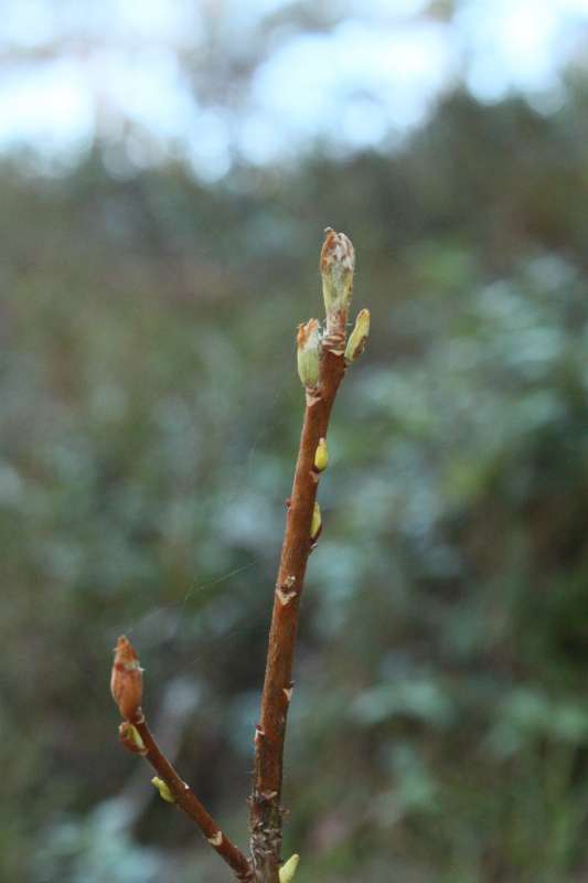 winter bud from R. albiflorum at HE. Foto: Ole Jonny Larsen