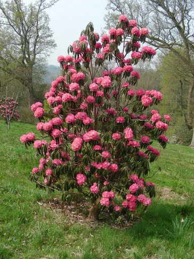  R. arboreum (roseum?)i Wisley Garden. Foto: Bent Ernebjerg