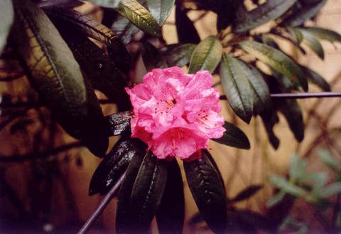 R. arboreum var. roseum. Foto: Hamburg-Yahoo Group
