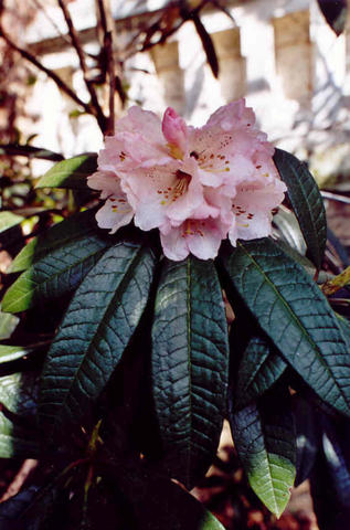  R. arboreum  var. roseum, Shilling, Foto: Hamburg-Yahoo Group