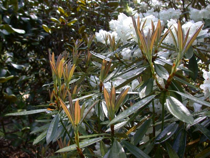  <i>R. argyrophyllum</i> ssp. <i>omeiense</i> at Glendoick. Foto: Hans Eiberg 