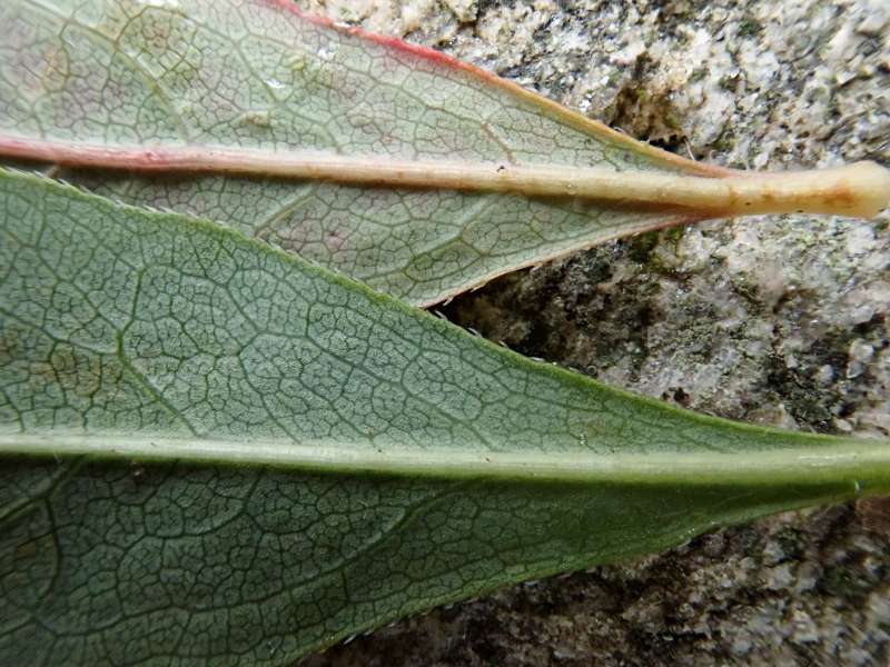  R. atlanticum leaf under, photo: Hans Eiberg