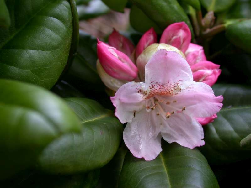  R. brachycarpum var. roseum exquisitum. Foto: Hans Eiberg