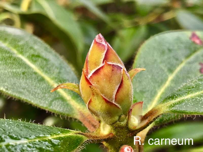  R. carneum flower bud, photo: Dennis McKiver