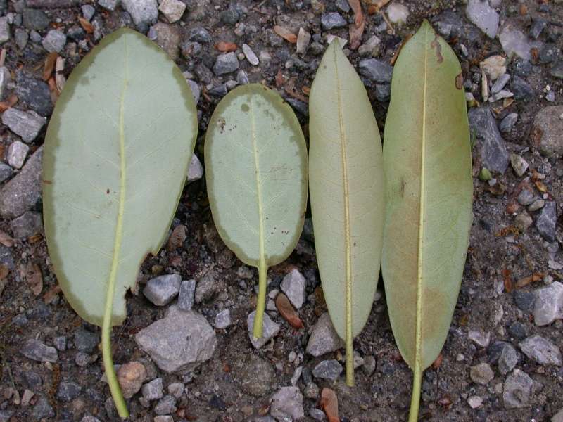  Leaf undersides of two  R. catawbiense undersider and two R. maximum 