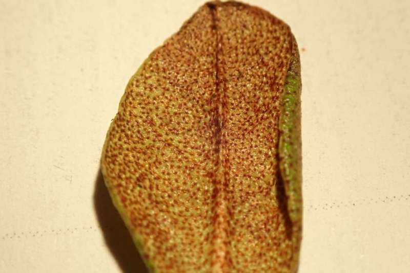  R. rupicola var. chryseum at 99-Dragon Pool, scales on a new leaf. Photo: Hans Eiberg