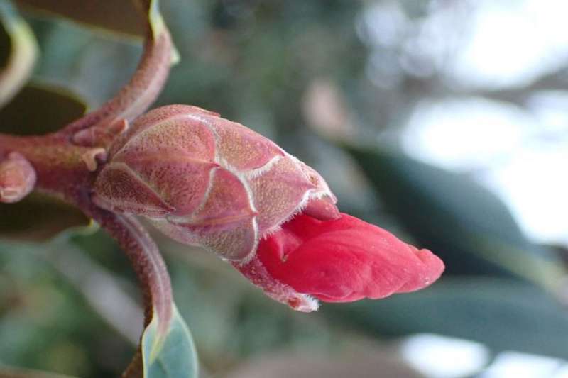 R. cinnabarinum ssp. cinnabarinum var. roylei from Sikkim. Foto: Jan Brodersen