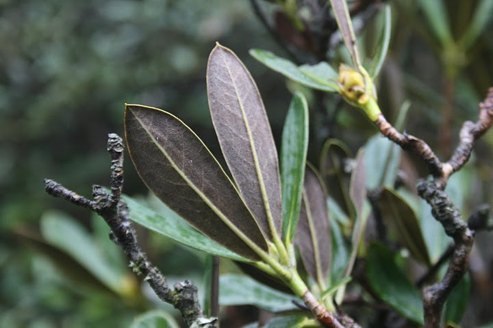  R. dichroanthum ssp. apodectum aff. voksende mellem Salween og Mekong,  Foto: Ole Jonny Larsen 