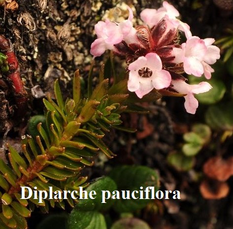  R. (Diplarche multiflora), Foto: Harry Jans ? 