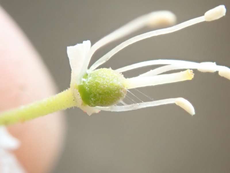  R. groenlandicum from Nuuk, photo: Hans Eiberg