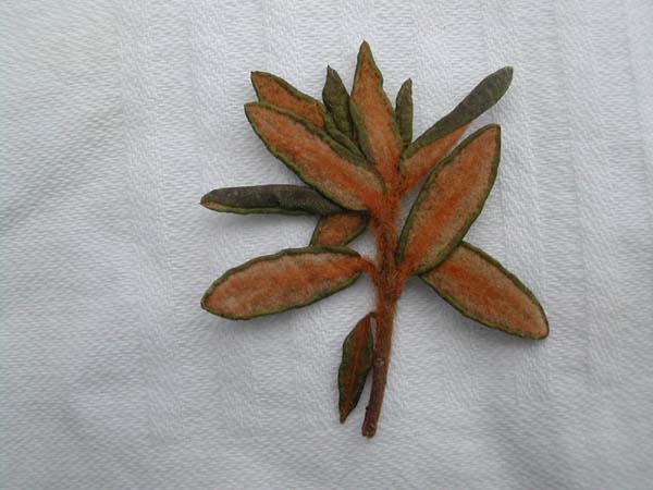  R. groenlandicum, photo: H. Helm