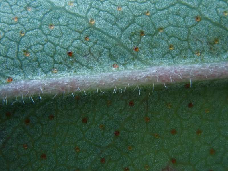  R. augustinii Glendoick, scales leaf. Foto: Hans Eiberg