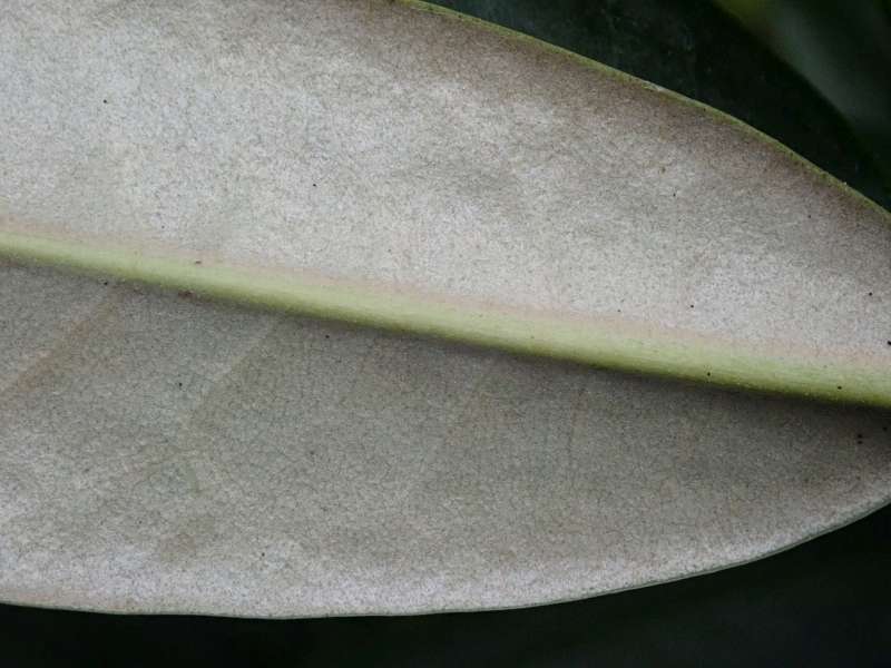  R. (argyrophyllum ssp.) hypoglaucum. Foto: Hans Eiberg
