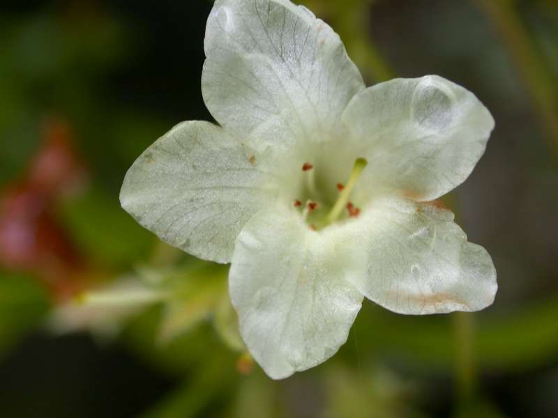  R. brachyanthum ssp. hypolepidotum. Foto: Hans Eiberg
