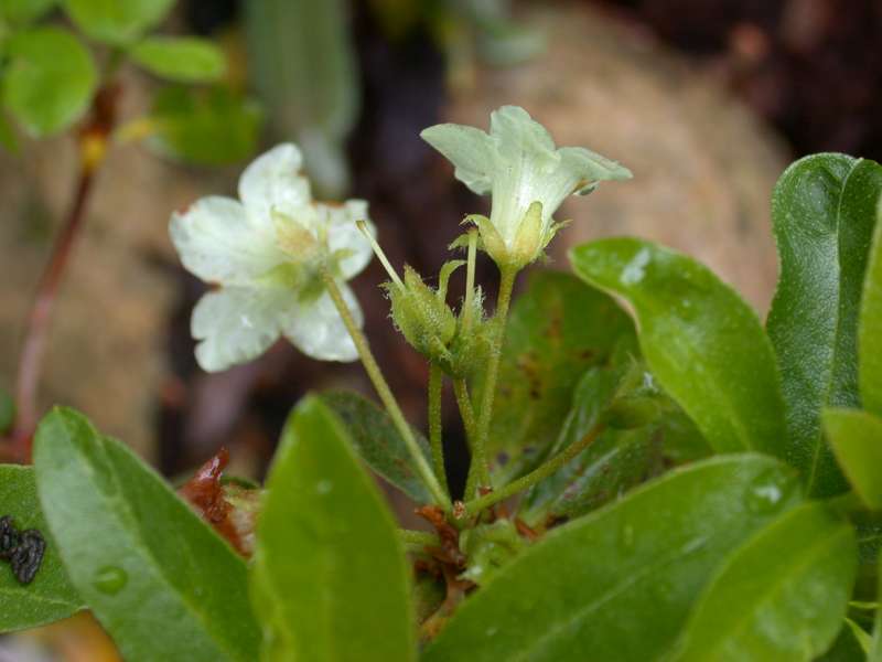  R. brachyanthum ssp. hypolepidotum. Foto: Hans Eiberg