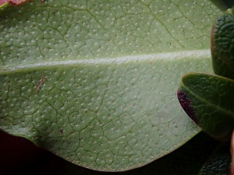  R. keiskei var. cordifolia, photo: Hans Eiberg