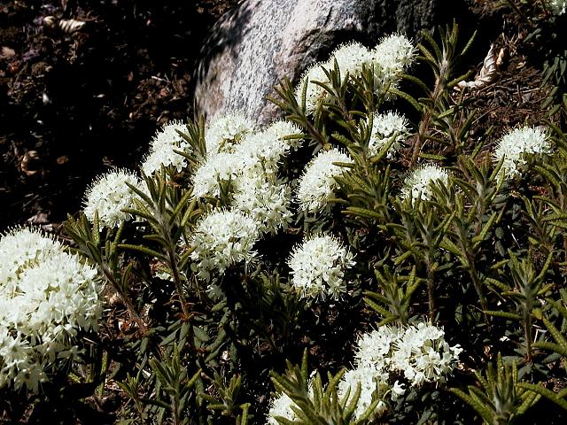  R. groenlandicum, photo: Hans Eiberg