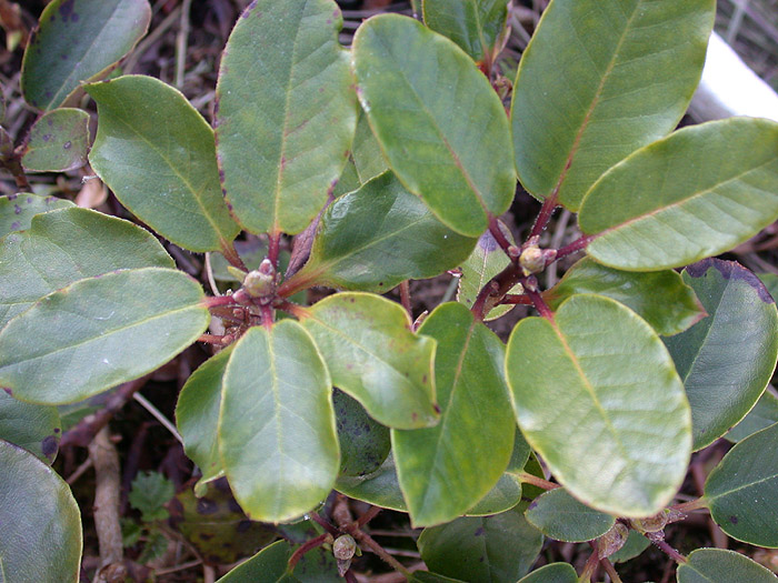  R. thomsonii ssp. lopsangianum x hirtipes? Foto: Hans Eiberg