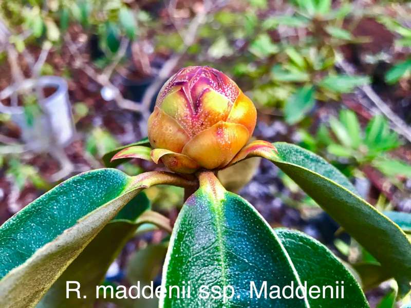  R. maddenii flower bud. Foto: Dennis McKiver