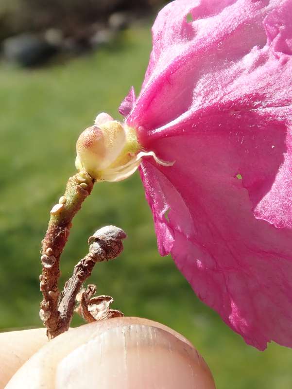  R. mucronulatum var. taquetii, Cheju Island, rose. Photo: Hans Eiberg