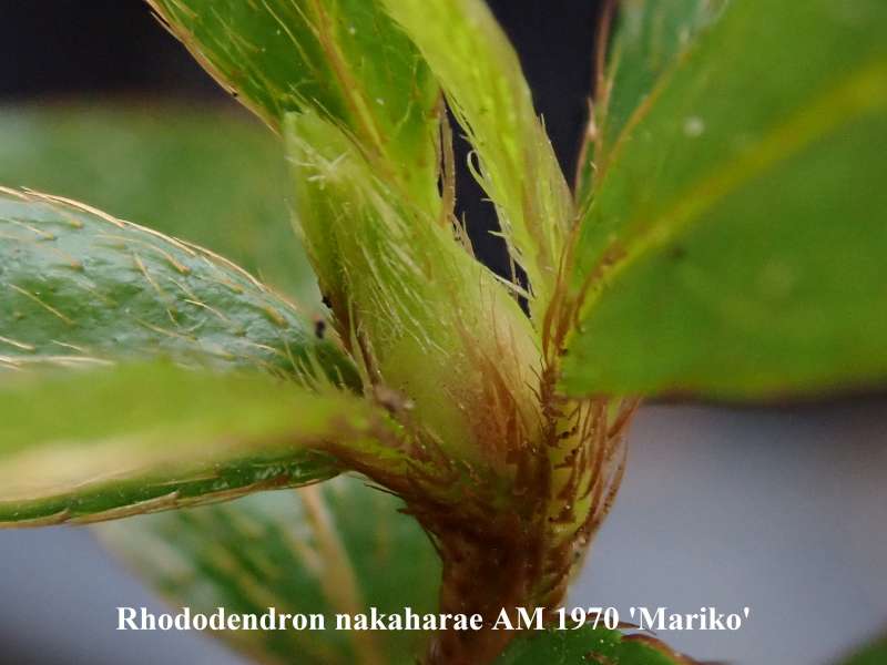  R. nakaharae 'Mariko' form, flower bud. Photo: Kurt Hansen