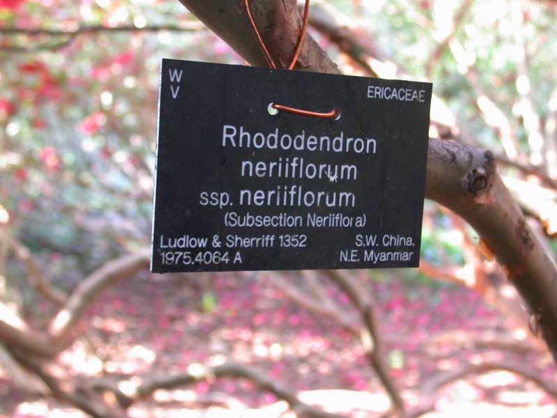  R. neriiflorum trunk. Photo: Hans Eiberg