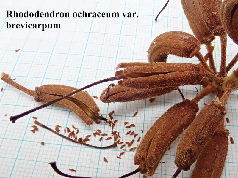  R. ochraceum var. brevicarpum, photo:Kurt Hansen