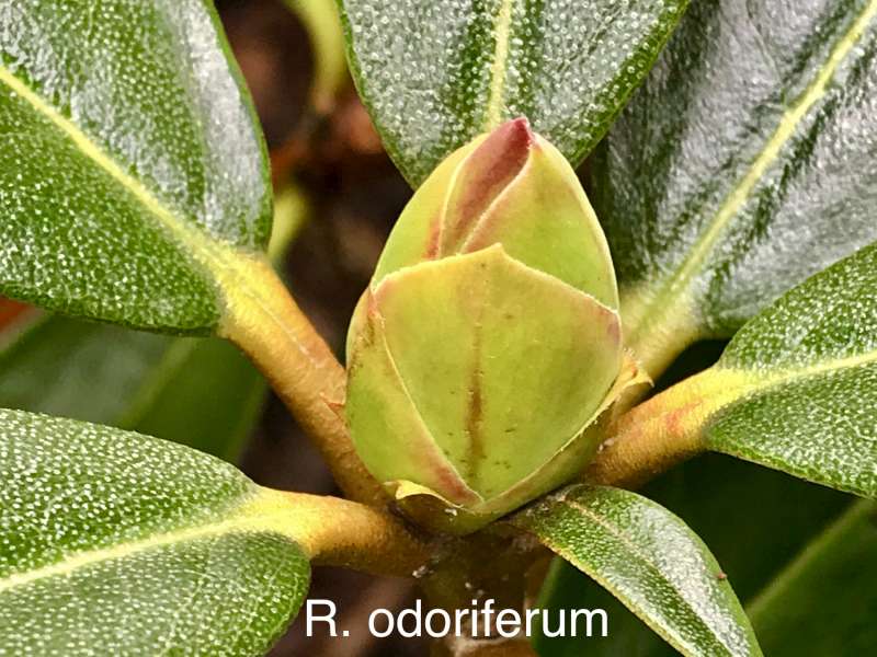  R. odoriferum flower bud. Photo: Dennis McKiver