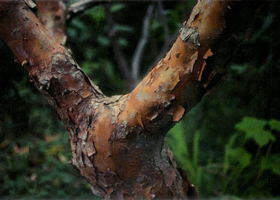  R. odoriferum trunk. Photo: Eleanor Philip