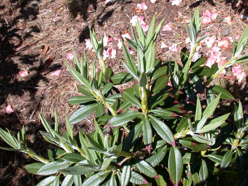  R. argyrophyllum ssp. omeiense at Benmore. Foto: Hans Eiberg 
