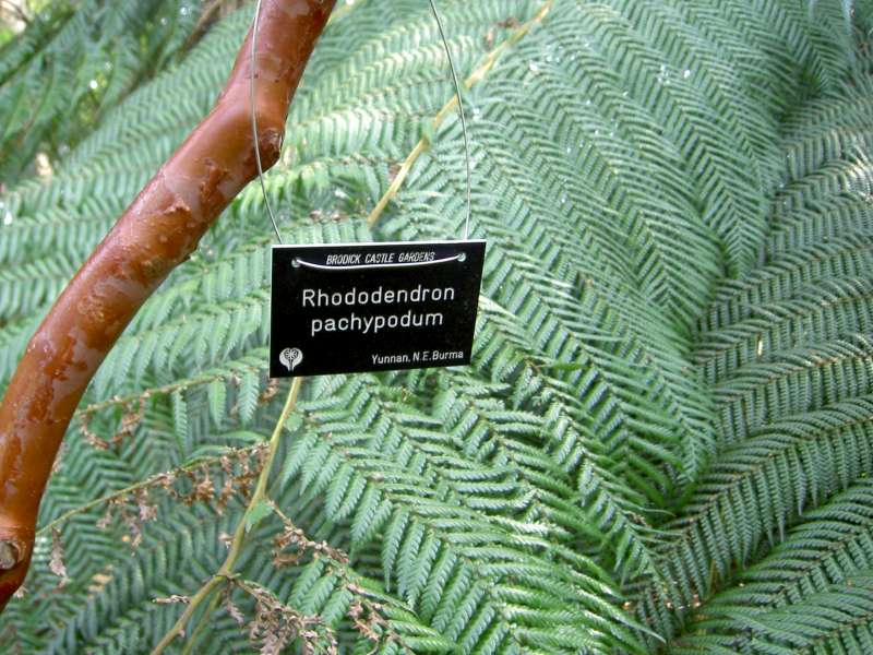  R. pachypodum in Scotland, Yunnan. Photo: Jes Hansen