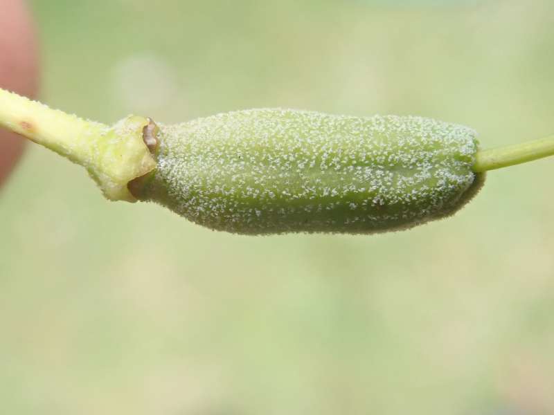  R. pingianum ovarie, photo: Hans Eiberg