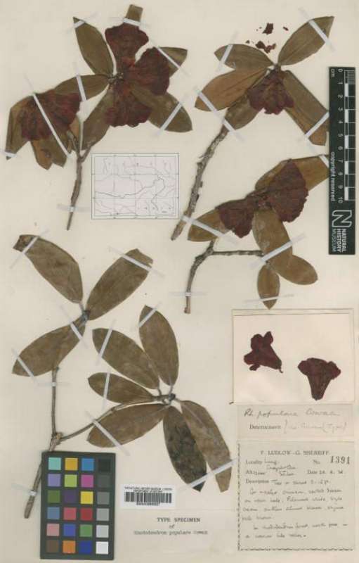  R. populare from BGIF herbarium